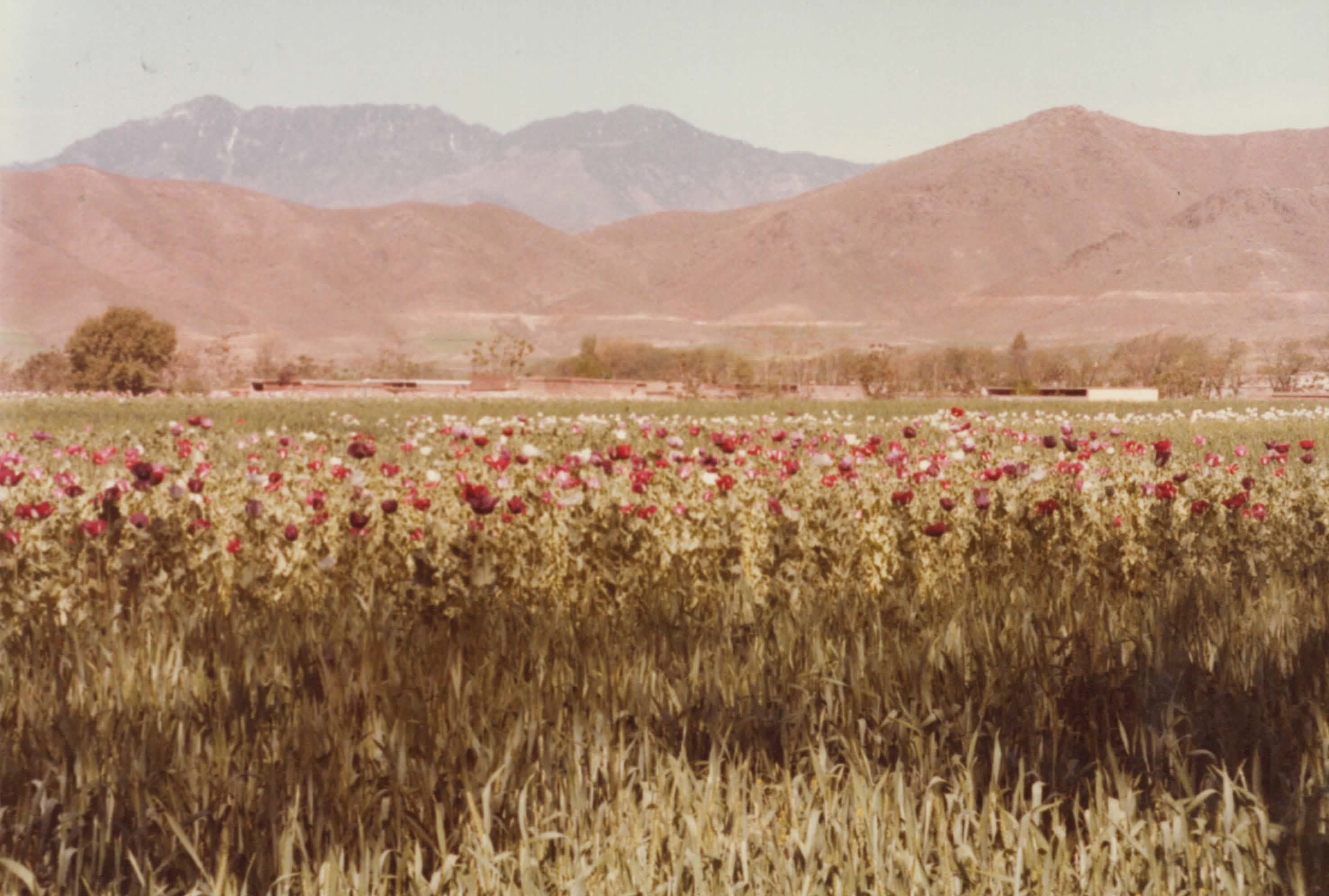 Opium poppies like this are grown in Afghanistan. The opiates produced from them helped fund the terrorists responsible for 9/11. DEA Photo.