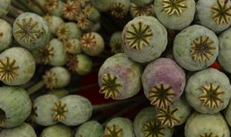 Opium poppy pods