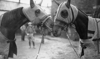Two race horses
