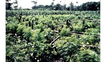 Marijuana growing in an open field.