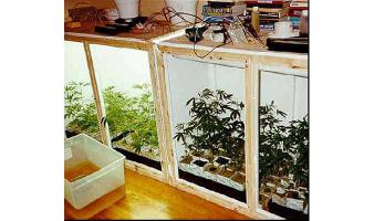 Marijuana plants growing without soil.