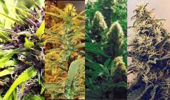 Four different marijuana plants