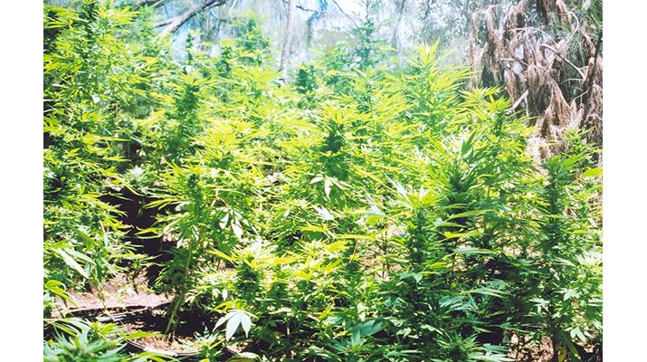 Marijuana plants