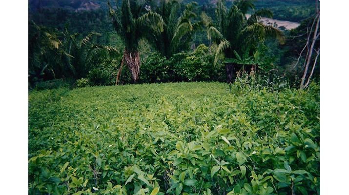 A field of coca leaves