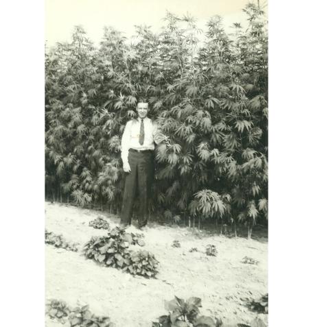 A man standing in front of cannabis plants.
