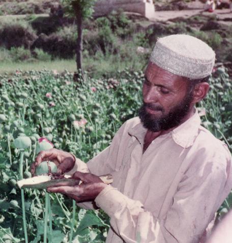A man collecting opium sap from a pod.