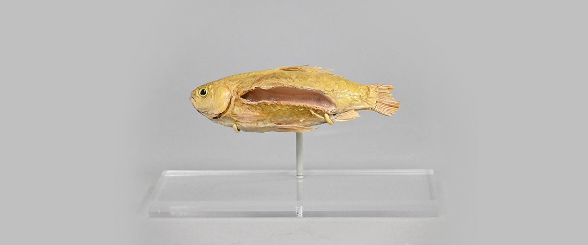 A taxidermy fish with a slit in its side.