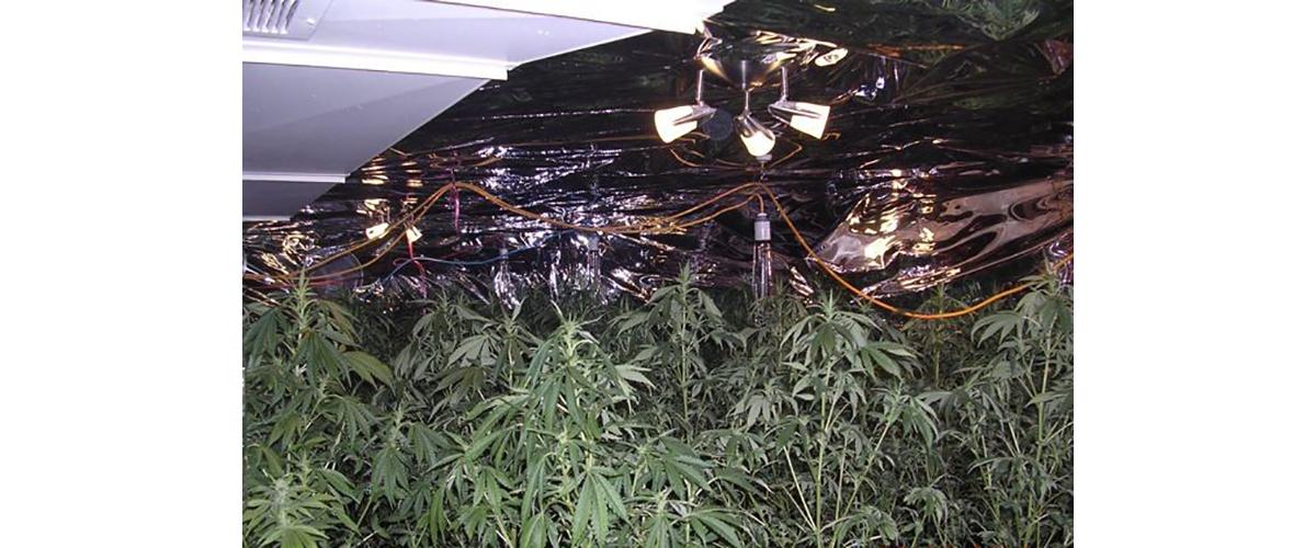 Marijuana plants in a home-grown setup 