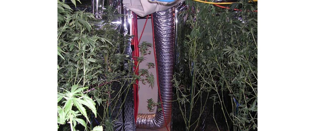 Marijuana in a home-grown setup.