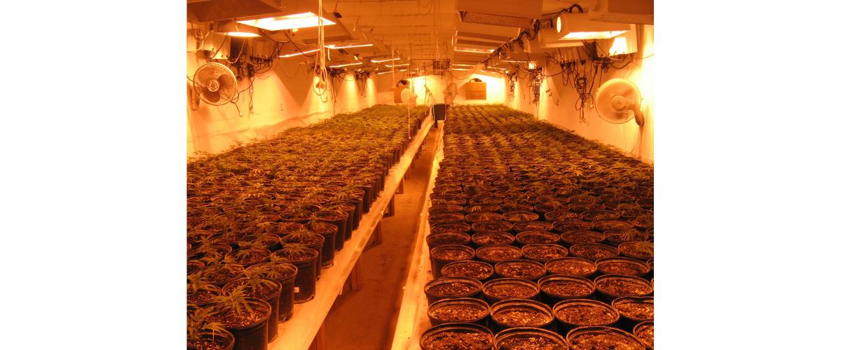 Marijuana plants growing in pots. 