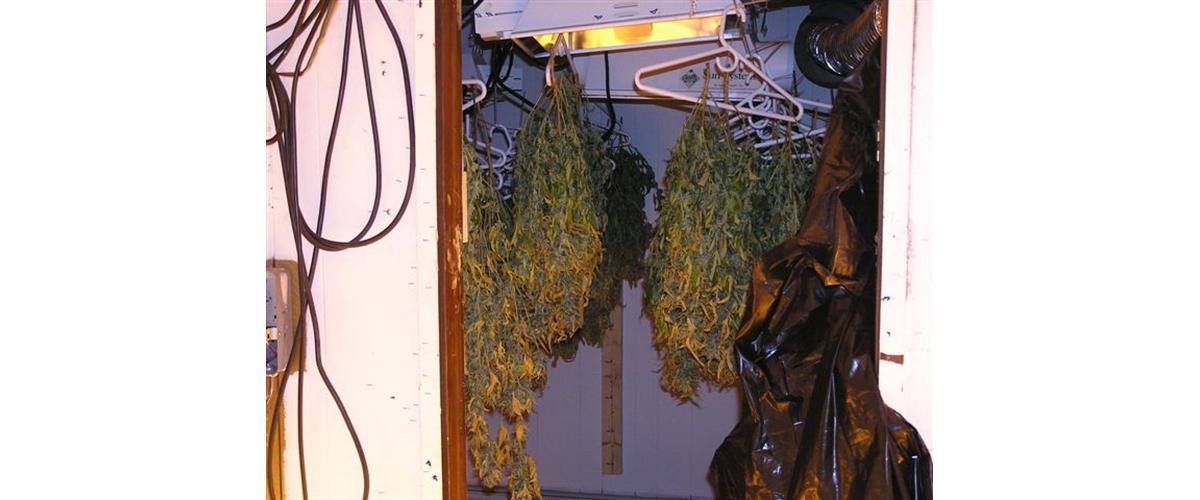 Bundles of marijuana hanging to dry.