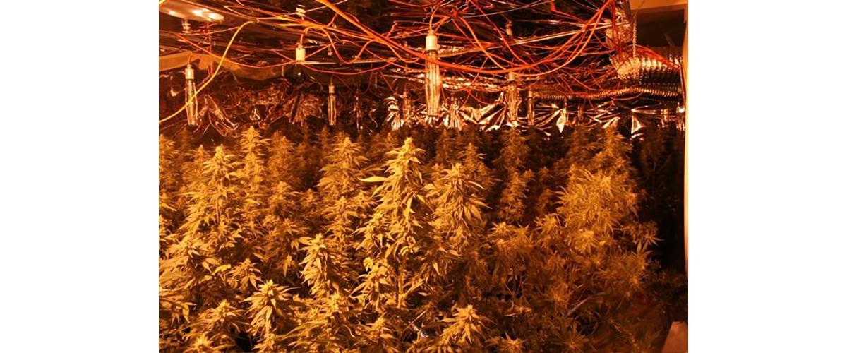 Marijuana plants under lamps