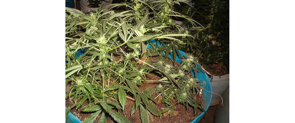 Marijuana growing in a pot.