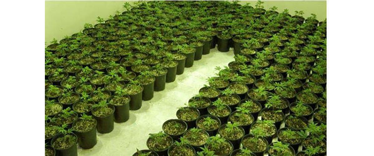 Marijuana plants growing in pots.