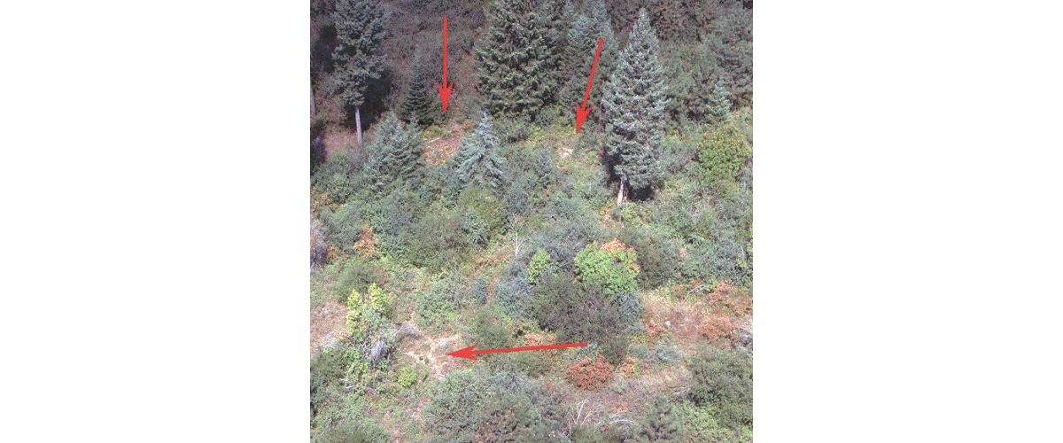Arrows pointing to cannabis growing in a U.S. national park.