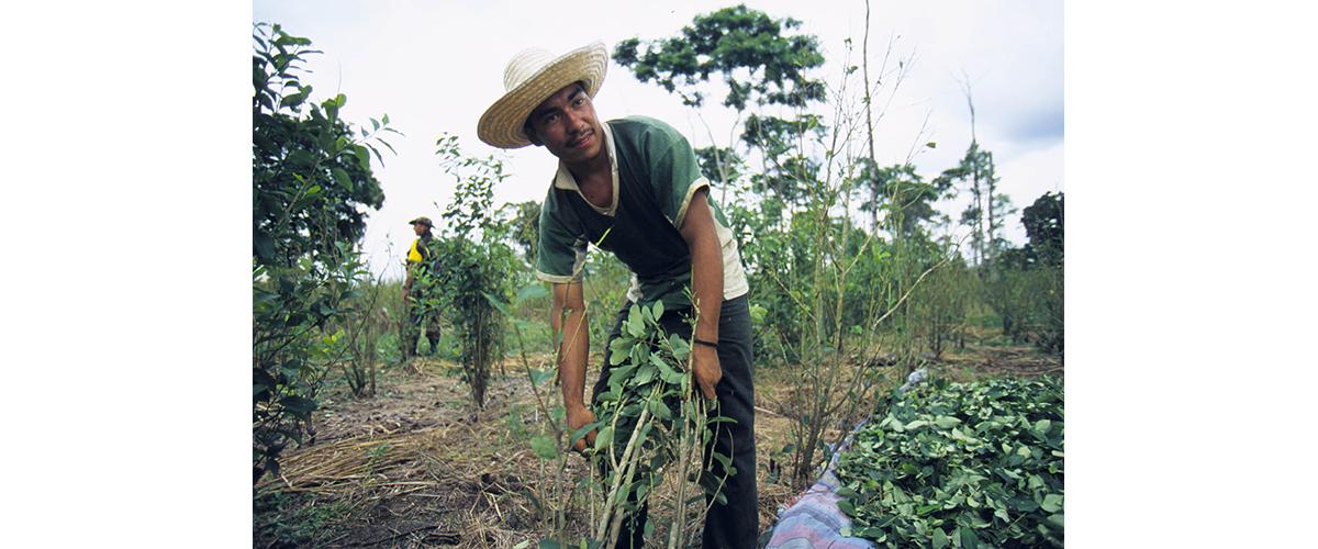 A man gathering coca plants