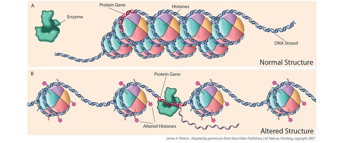 A graphic demonstrating the alteration of neurons from cocaine use 
