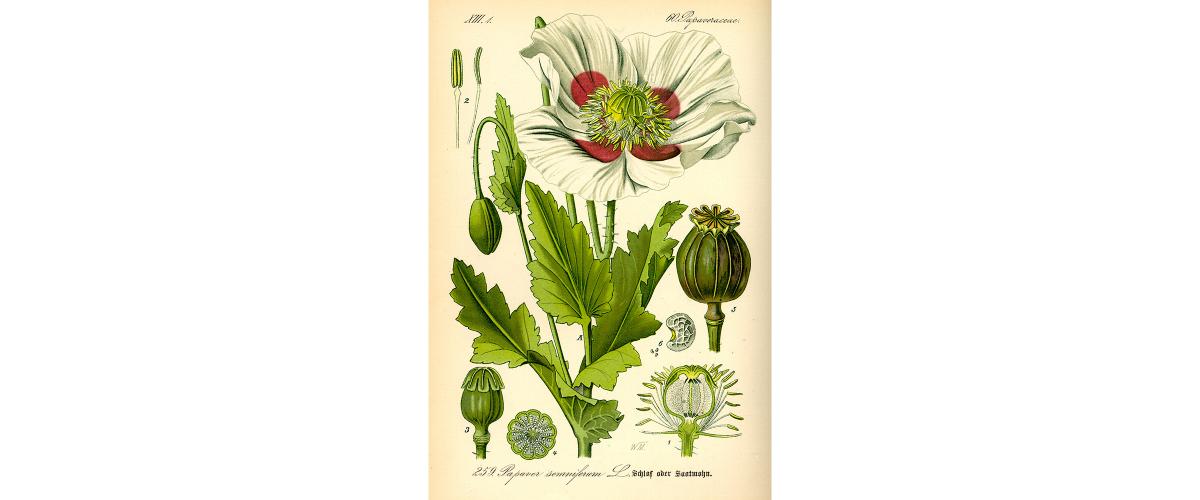 A scientific illustration of an opium poppy flower