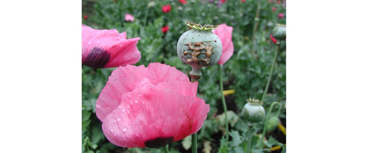 An oozing opium poppy pod