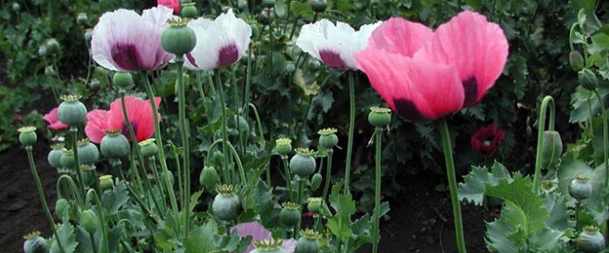 Opium poppy flowers growing in a garden