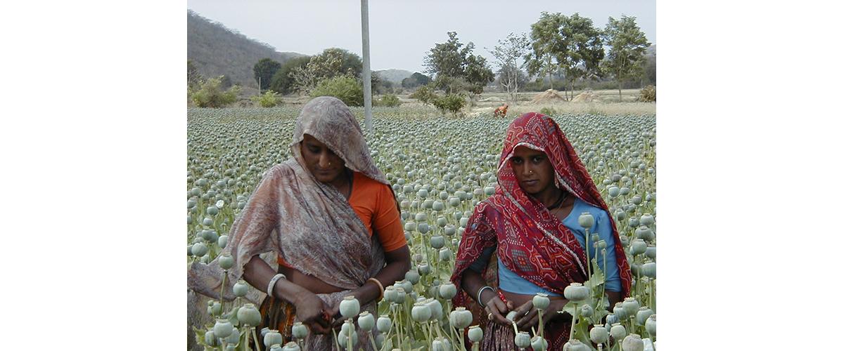 Two women legally harvesting opium