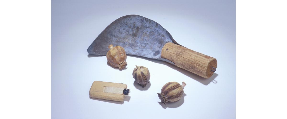 Opium poppy pods with scoring and scraping tools