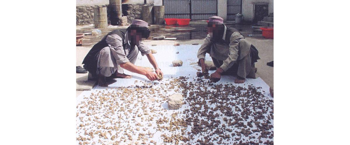 Two men sifting through brown, dried morphine 