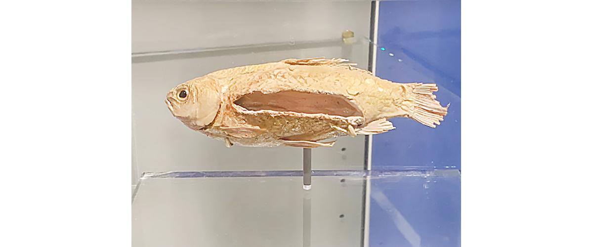 A preserved goldfish mounted in a museum case.