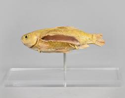 A taxidermy fish with a slit in its side.  